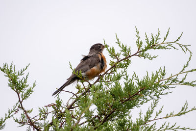 Bird perching on a tree