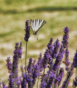 Close-up of butterfly pollinating on purple flower