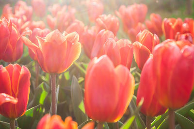 Close-up of red tulips blooming outdoors