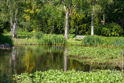 Scenic view of lake in forest