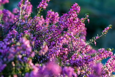 Close-up of purple flowering plants