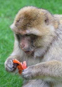 Close-up of fresh eating food