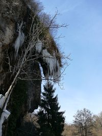 Bare tree in forest against sky