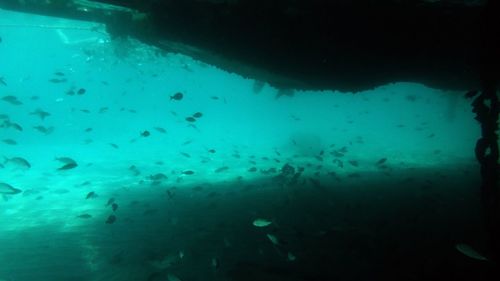 Fish swimming in sea