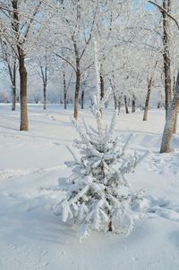 Snow covered bare trees on field during winter