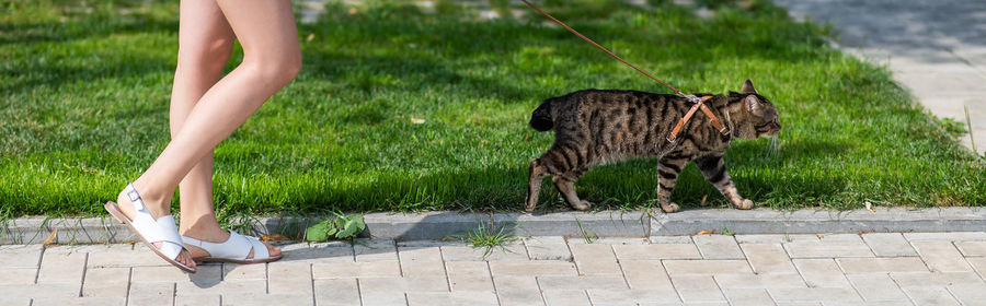 Caucasian woman walking with a cat on a leash outdoors in summer