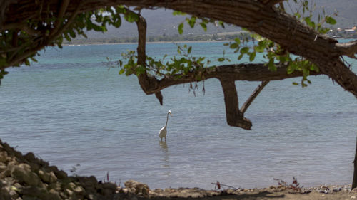 View of birds on lake