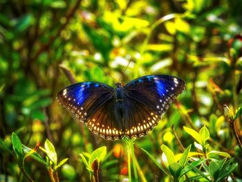 Close-up of butterfly on flower