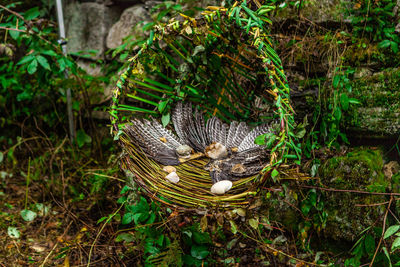 High angle view of bird in forest