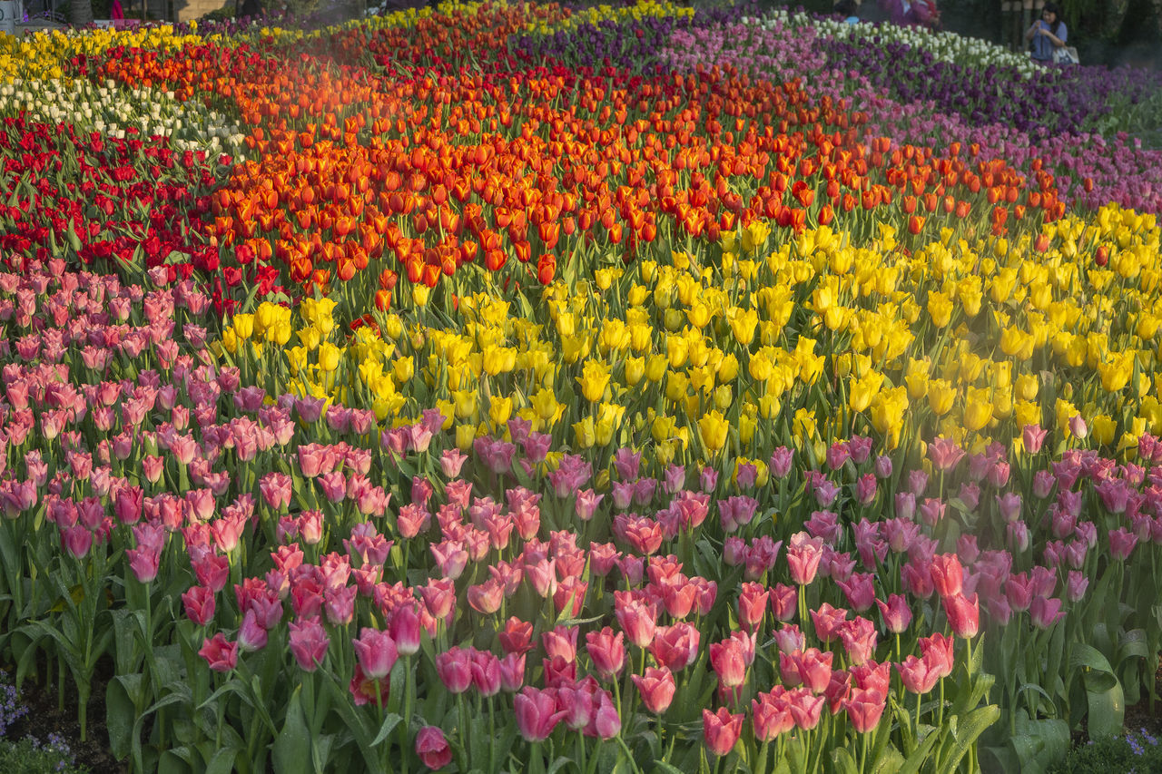 MULTI COLORED TULIPS IN FIELD