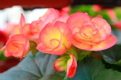 Close-up of flowers blooming outdoors