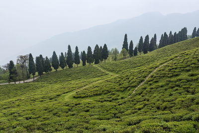 Panoramic shot of trees on field against sky