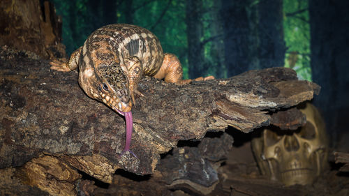 Lizard on rock at night