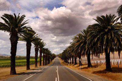 Palm trees by road against sky