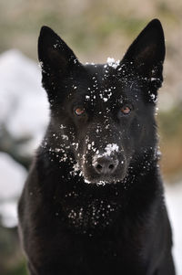 Portrait of black dog on snow field