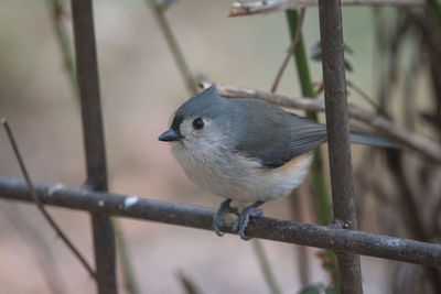 Close-up of bird perching on branch