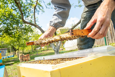 Apiary with queen bees, ready to go out for breeding bee queens. royal jelly in plastic queen cells.