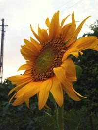 Close-up of sunflower blooming against sky