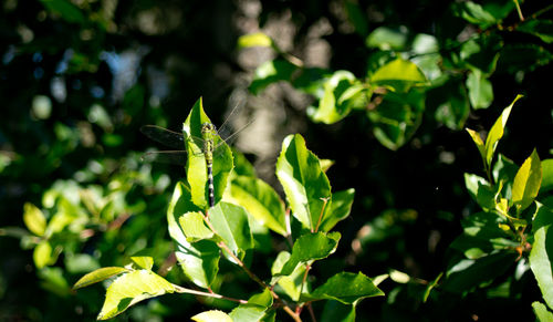 Close-up of plants