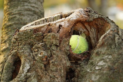 Close-up of lizard on tree trunk