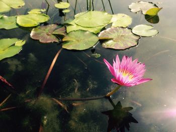 Close-up of lotus water lily in pond