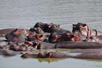 Ducks swimming in lake