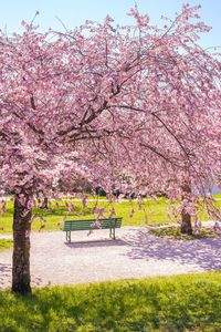 Pink flower tree in park