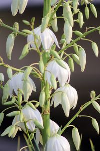 Close-up of white flowering plants