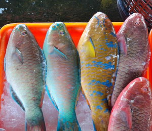 Close-up of fish for sale in market