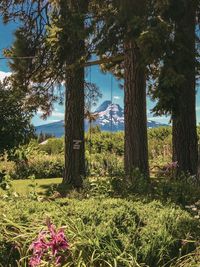 Trees and plants on field