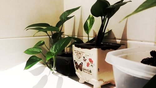 Close-up of potted plant at home