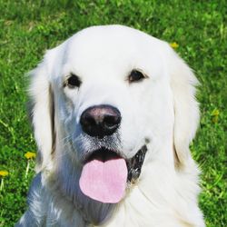 Close-up portrait of white dog sticking out tongue