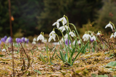 Close-up of purple flowering plants on field
