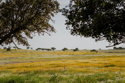 Scenic view of field against sky