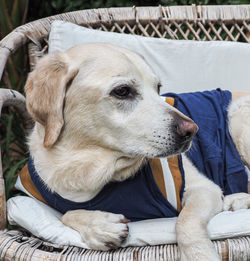 Close-up of labrador retriever relaxing on a wicker chair