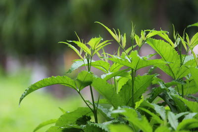 Close-up of fresh green leaves