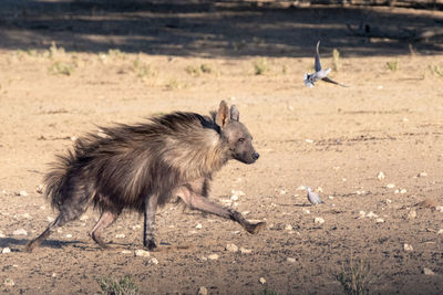 Side view of two birds running on land