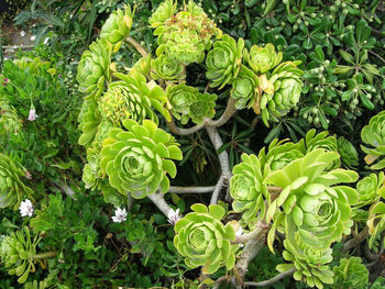 High angle view of aeonium arboreum plant