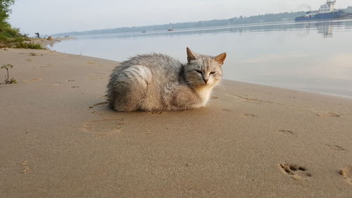 Cat sitting on beach against sky