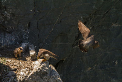 Birds flying over rock
