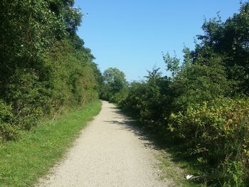 Narrow walkway along trees