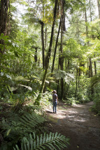 Rear view of man walking in forest