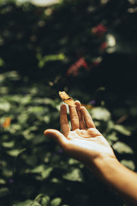Close-up of hand holding flower against blurred background