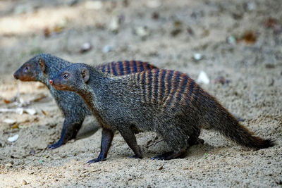 Close-up of banded mongoose on land