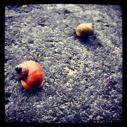 Close-up of snail on ground