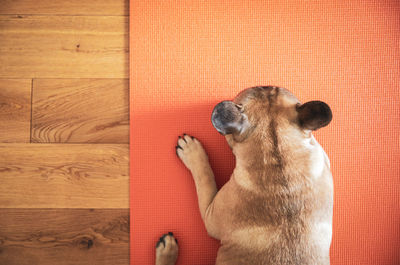 Directly above shot of dog looking away