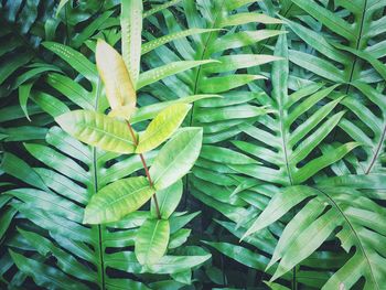 Full frame shot of green plants