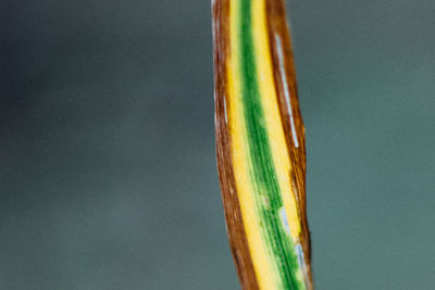 Close up of plant against blurred background