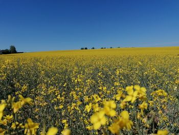 Scenic view of oilseed rape field against clear sky