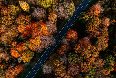 High angle view of trees in forest during autumn
